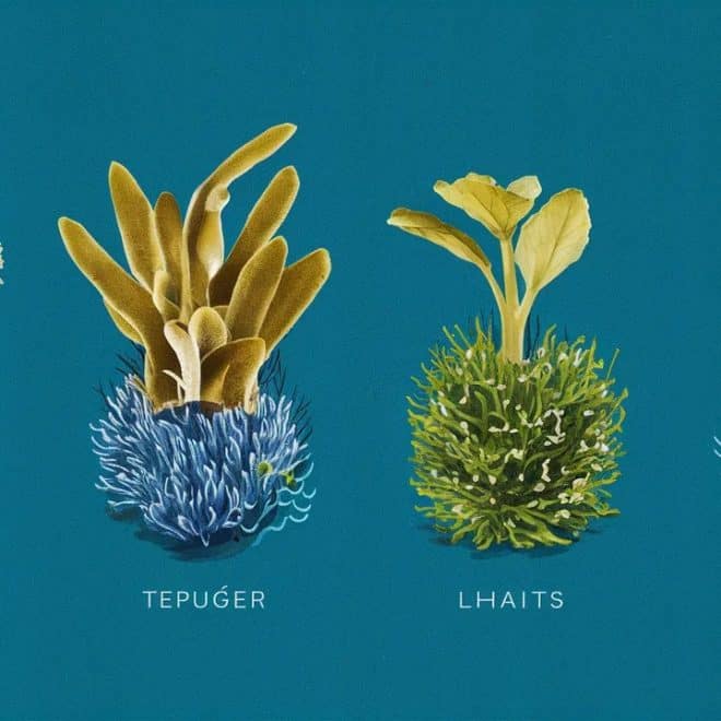 PlantSea : Des Matériaux Marins Révolutionnaires pour un Avenir Durable